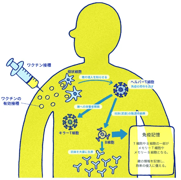 ワクチンの作用