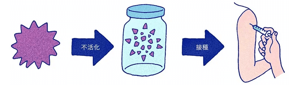 不活化ワクチンの働き