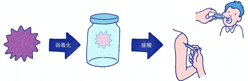 生ワクチンの働き