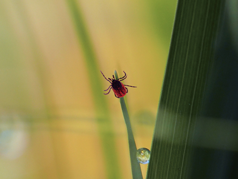 ダニ媒介性脳炎とは